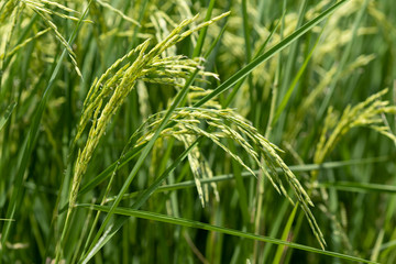 A green young seedling of rice in the field Waiting for the harvest, Nature background