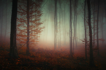 dark forest fog, mysterious landscape