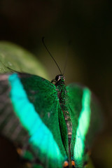 one tropical butterfly