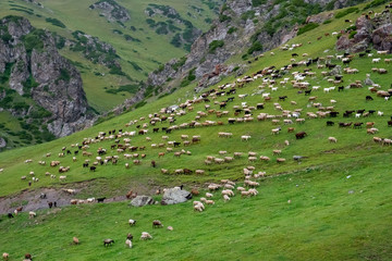 Fototapeta na wymiar Bunch of grazing lambs in mountains. Rural scenery. Summer nature landscape.