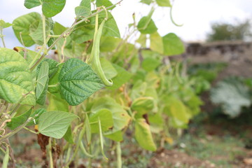 haricot vert prend l'air