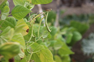 petit haricot vert