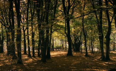 woods in autumn, natural fall landscape