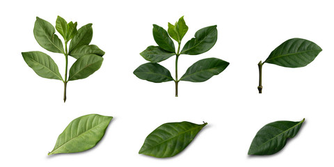 leaves on a white background,with clipping path