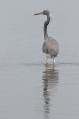 View of a Great Blue Heron standing in water