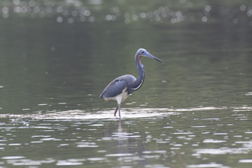 View of a Great Blue Heron standing in water