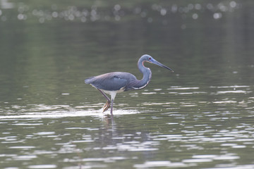 View of a Great Blue Heron standing in water