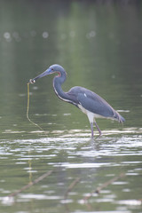View of a Great Blue Heron standing in water
