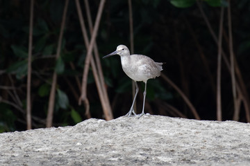 View of a Willet shorebird standing on a mud flat