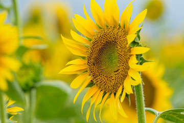 Fototapeta premium Sunflower blossom close up and honey bees