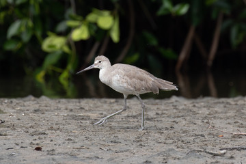 View of a Willet shorebird standing on a mud flat