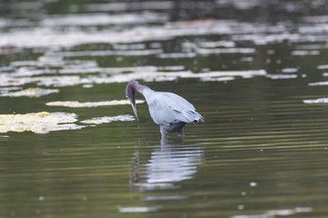 View of a Little Blue Heron standing in water