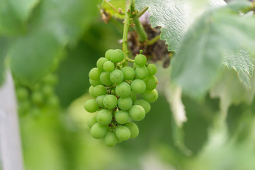 Young fruits of the grape, on the branch