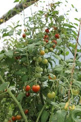 tomates cerises