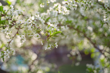 Cherry flowers frame