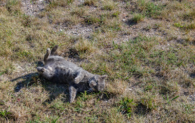 Cat curls up funny in the grass