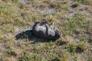 Cat curls up funny in the grass