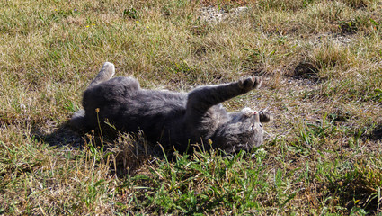 Cat curls up funny in the grass