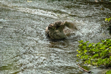 オオタカの水浴び