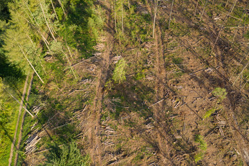 Top view of a forest in the Taunus / Germany that has been severely damaged by environmental influences and water scarcity