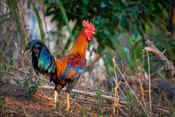Close up of a colorful rooster