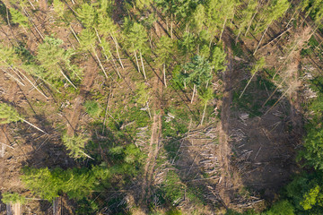 Top view of a forest in the Taunus / Germany that has been severely damaged by environmental influences and water scarcity