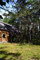 Fototapeta na wymiar an old house in the Northern pine forest on a summer day in August