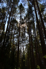 Northern pine forest in August on a summer day