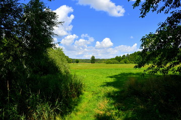 View of a vast field, meadow, or pastureland seen between two big forests or moors with a single coniferous tree noticeable in the middle spotted on a cloudy summer day in Poland during a hike