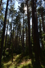 Northern pine forest in August on a summer day