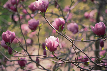 Magnolia spring flowers