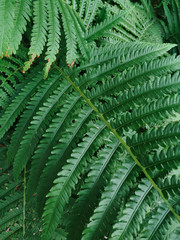 Green photography, green plant, green leaves