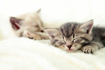 Two cute kittens sleep on white fluffy blanket. Portrait of beautiful fluffy striped tabby kitten. Animal baby cat lies in bed.