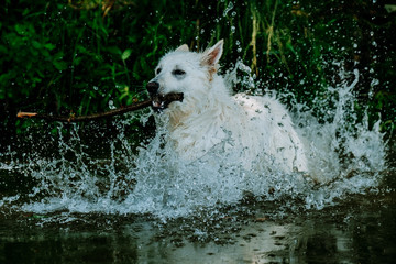 swiss shepherd in a water with a stick 