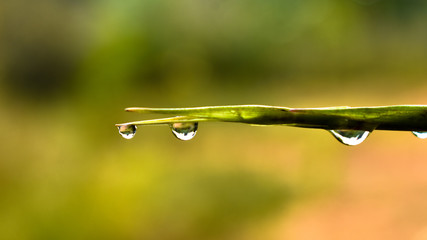 Water droplets o the tip of the bamboo leaf after rain
