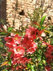 decorative plant Chaenomeles japonica. Japanese quince in the garden