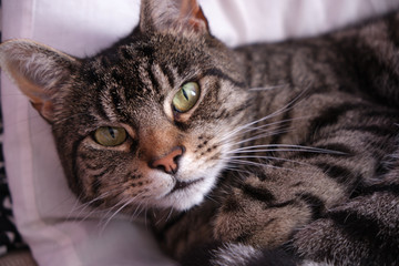 Tabby Cat