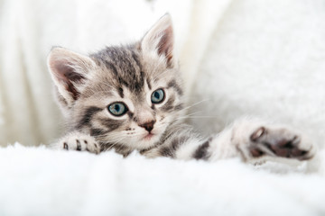 Obraz na płótnie Canvas Striped tabby Kitten. Portrait of beautiful fluffy gray kitten playing. Cat, animal baby, kitten with big eyes sits on white plaid