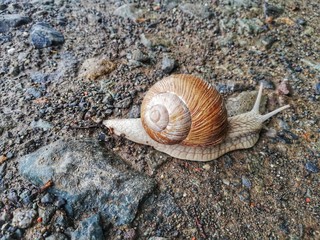 snail on the road