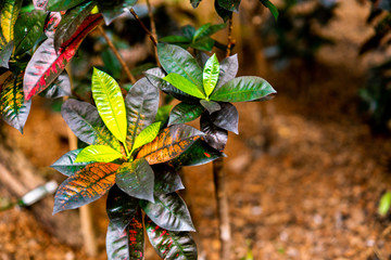Exotic colorful plant leaves. Tropical croton 'mrs iceton' in botanical garden. © Caroline