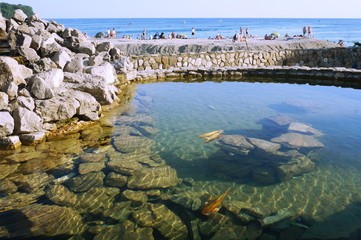 
view of the sea and fish underwater