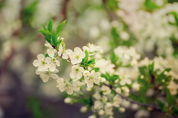 Cherry flowers frame