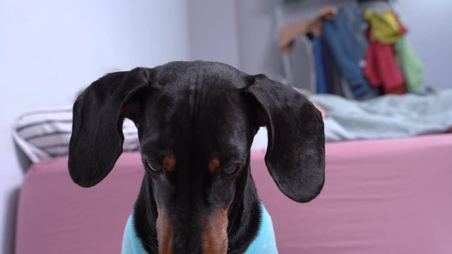 Adorable dachshund dog in blue t-shirt has woken up and is impatiently waiting for planned feeding and walking in the morning. Owner is fast asleep in blurred background.