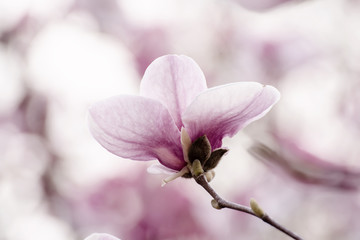 Magnolia spring flowers