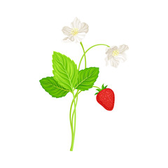 Garden Strawberry with Mature Red Fruit Hanging on Stem Vector Illustration