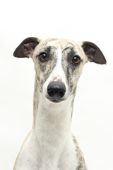 Raza de perro Whippet mirando a cámara en estudio