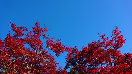 紅葉　かえで　青空