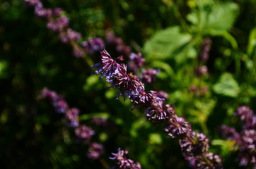 Beautiful purple sage flowers blooms in the summer meadow. Flower background. Macro photo