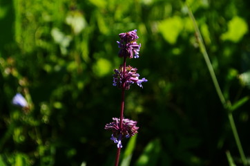 Beautiful purple sage flowers blooms in the summer meadow. Flower background. Macro photo