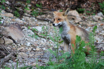 Naklejka na ściany i meble Young red fox in the wood